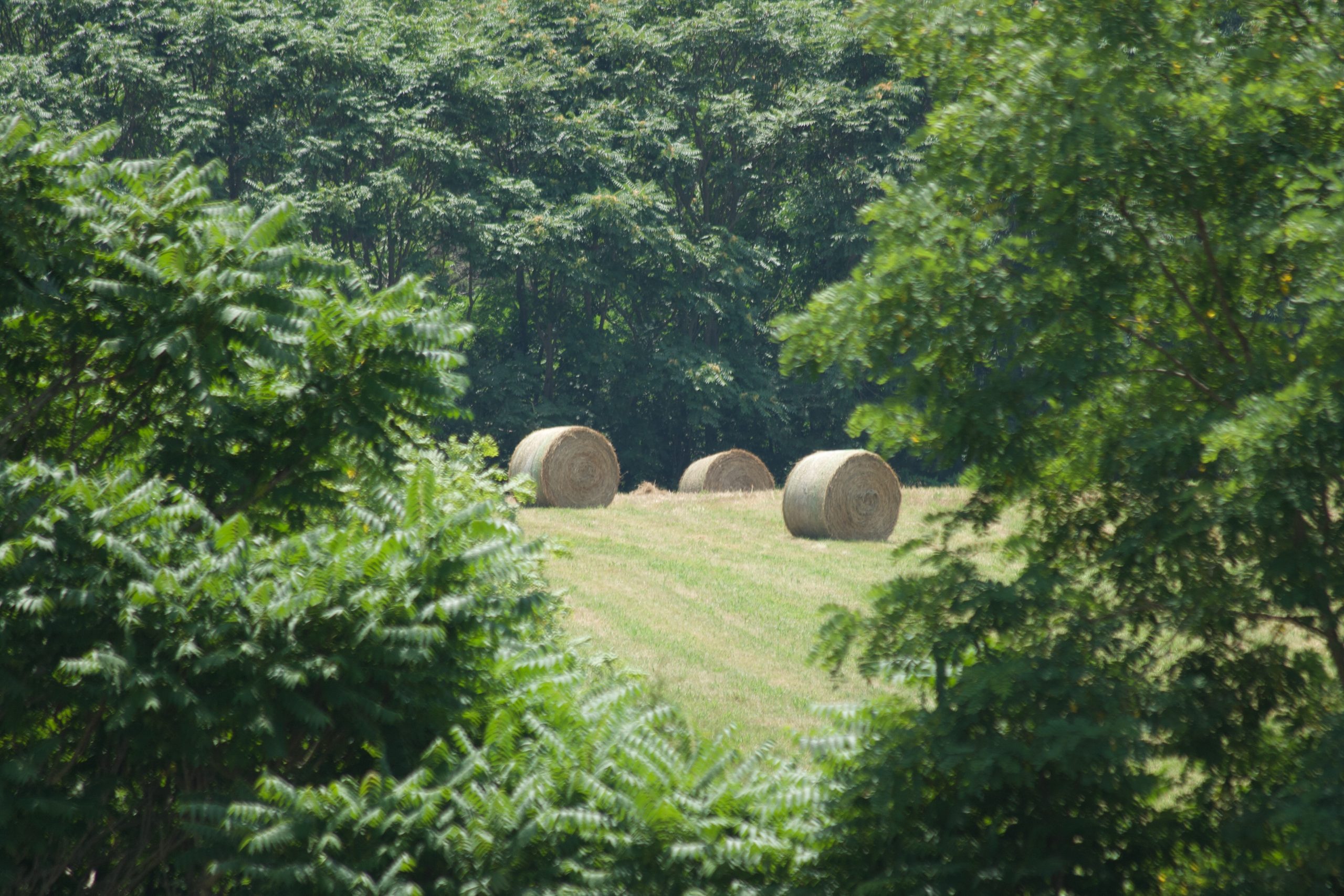 Hay bales